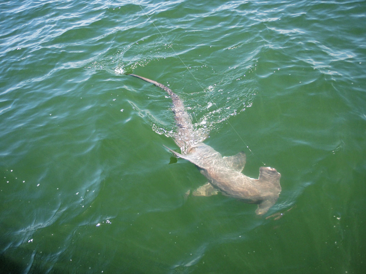 Tampa Bay Shark Fishing - Cast Away Charters
