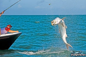 Tarpon